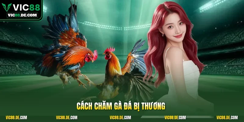 Cách chăm gà đá bị thương