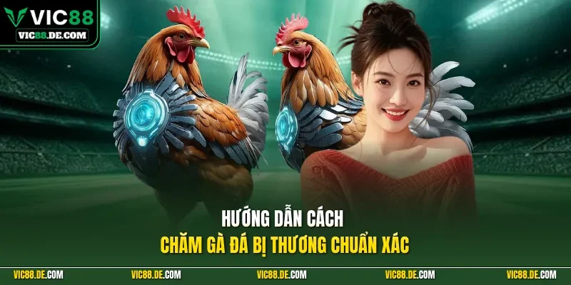 Hướng dẫn cách chăm gà đá bị thương chuẩn xác