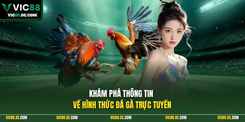 Khám phá thông tin về hình thức đá gà trực tuyến