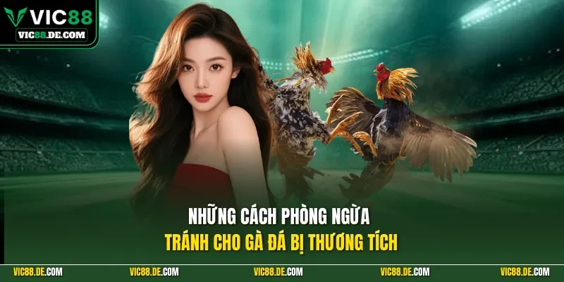 Những cách phòng ngừa tránh cho gà đá bị thương tích