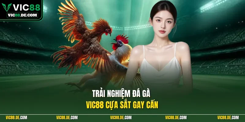 Trải nghiệm đá gà VIC88 cựa sắt gay cấn